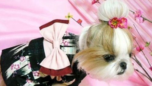 Hond in Kimono