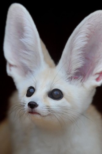 fennec hare