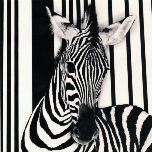 denk als een zebra