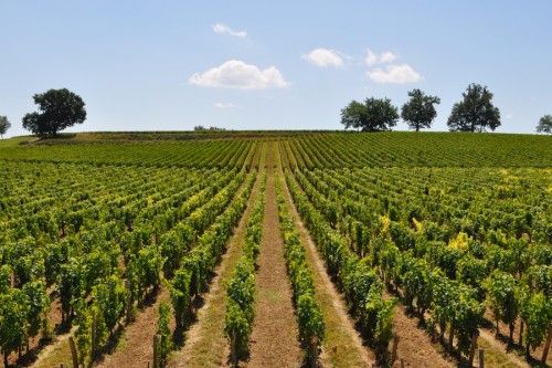 Beste-Wijnstreken-Bordeaux