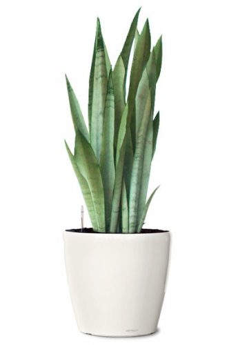 silver-queen-snake-plant-small-ornamental-plant-sanseveria-silver-queen-realornamentals.com-web