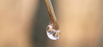 Is berkensap het nieuwe kokoswater?