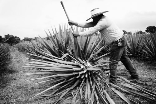 Sugarcane Farmer