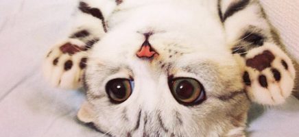 Deze kat heeft ongelofelijke grote ogen, iets voor jou?