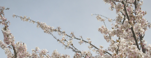 Ikigai: het Japanse geheim voor een lang en gelukkig leven