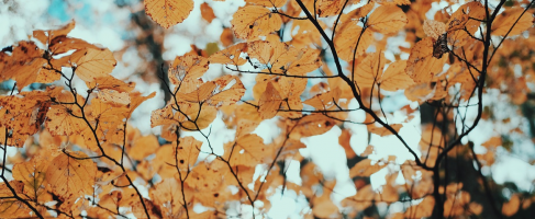 Last van een herfstdip?