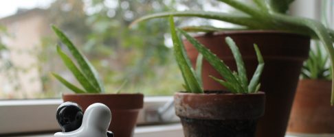 De Aloë Vera plant mag niet ontbreken in je interieur