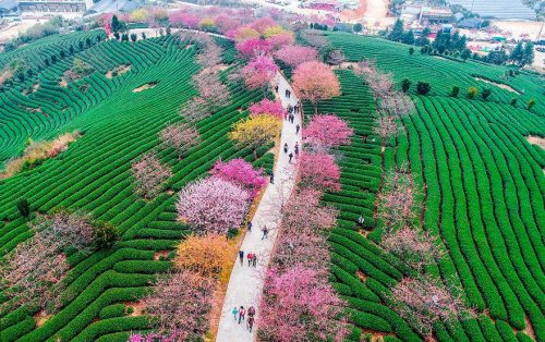 cherry-blossoms-spring-china-18-5ab269186b4f3__880