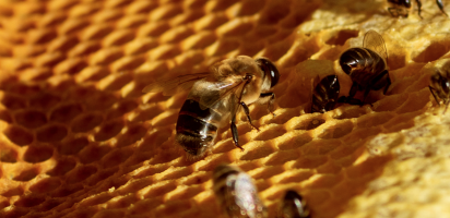 Brand een kaars voor biodiversiteit