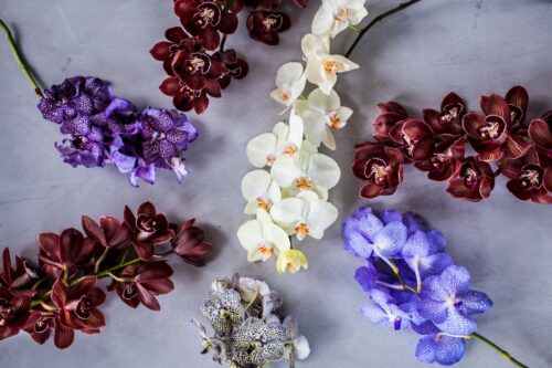 orchidee lievelingsbloemen
